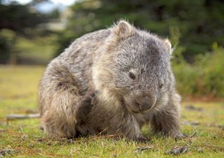 Ein Wombat