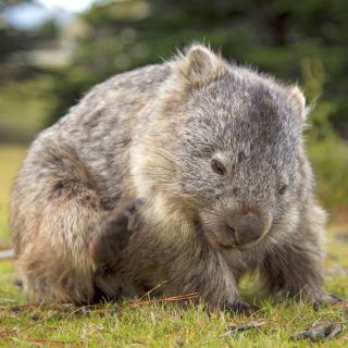 Ein Wombat
