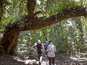Üppige Vegetation im Regenwald entlang der Marangu-Route