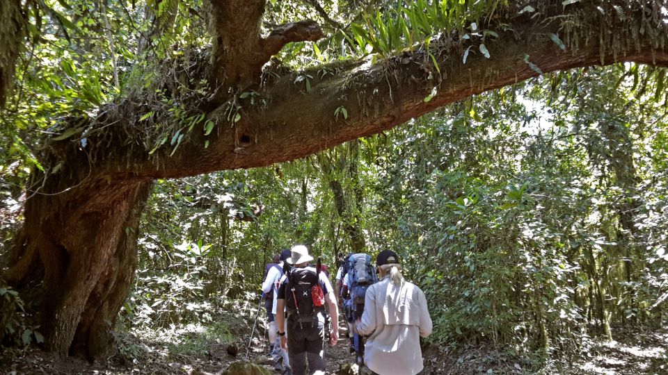 Üppige Vegetation im Regenwald entlang der Marangu-Route