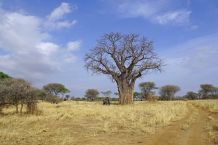Typisches Bild im Tarangire-Nationalpark: Baobab und Elefant