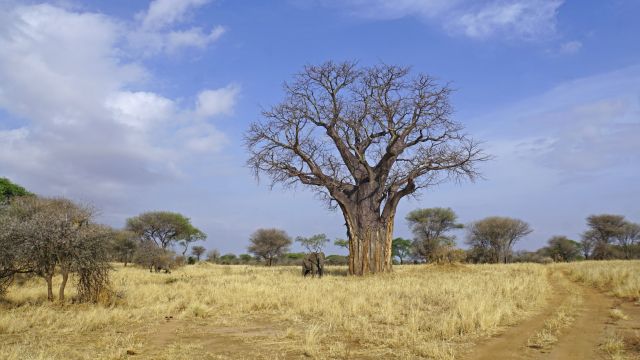 Typisches Bild im Tarangire-Nationalpark: Baobab und Elefant