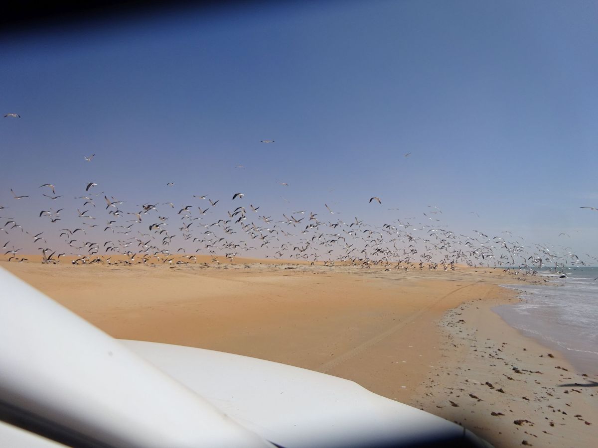 Vogelschwarm an der Küste Mauretaniens