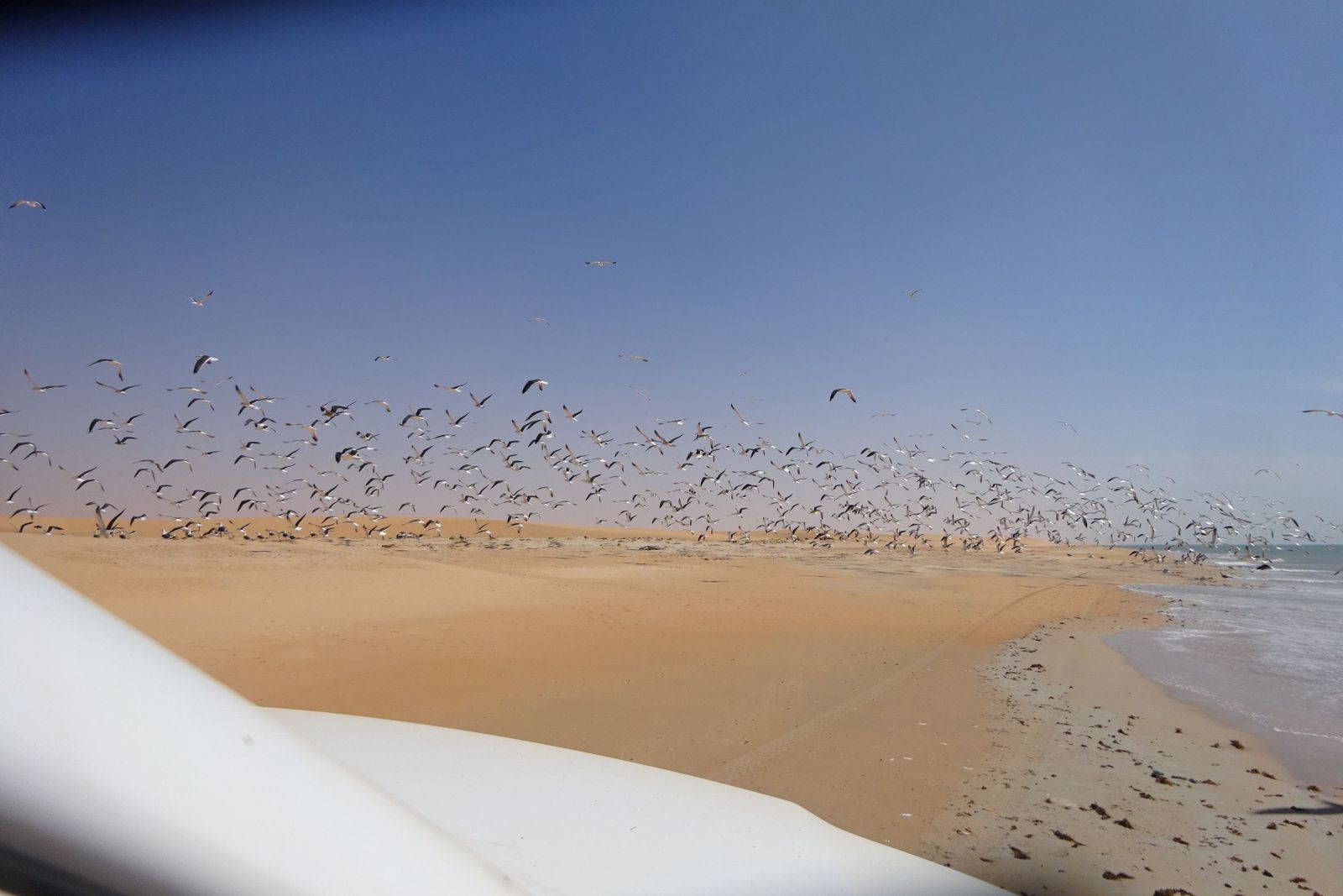 Vogelschwarm an der Küste Mauretaniens