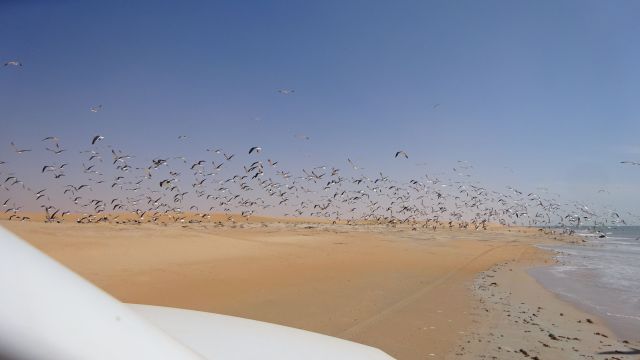 Vogelschwarm an der Küste Mauretaniens.