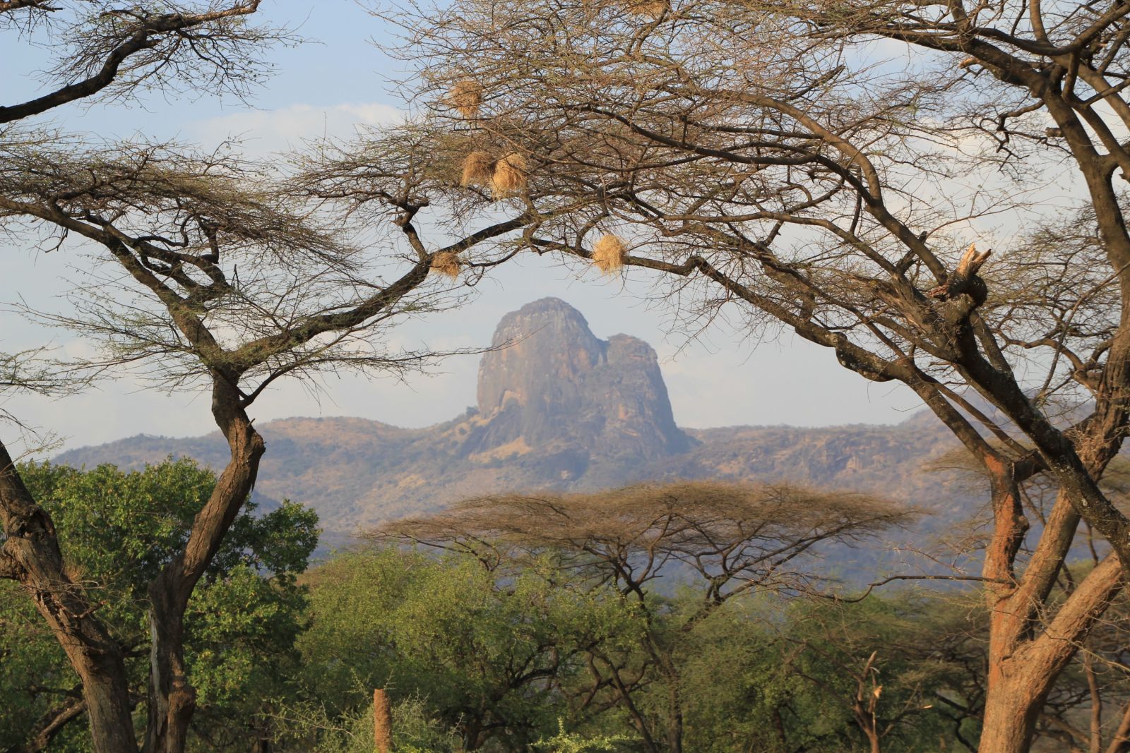Schirmakazien und Webervögelnester – typisch Afrika!