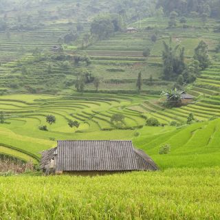 Reisfelder in der Nähe von Sapa