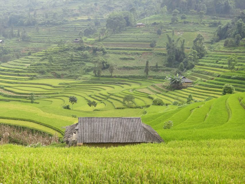Reisfelder in der Nähe von Sapa