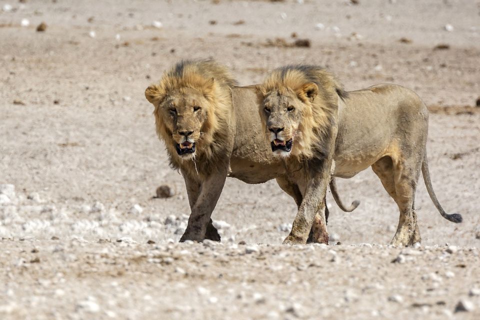 Löwen im Etosha-Nationalpark