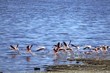 Flamingos am Shalla-See, Abiata-Shalla-Nationalpark