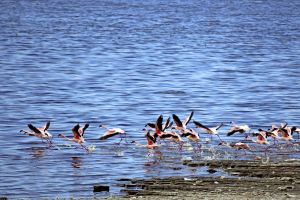 Flamingos am Shalla-See, Abiata-Shalla-Nationalpark.