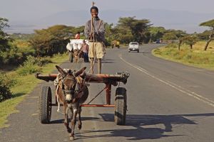 Junge auf Eselskarren in Oromia