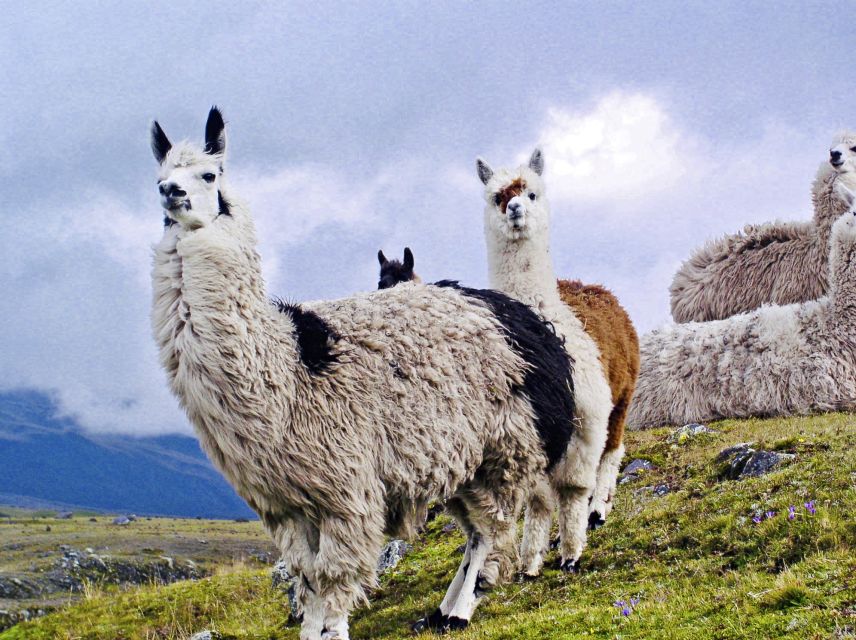 bezaubernde Lamas in den ecuadorianischen Anden