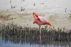 Flamingo auf Isabela (Galapagos)