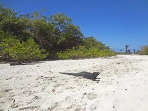 Traumstrand der Tortuga Bay auf Santa Cruz und tierische Besucher
