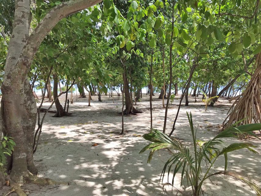 Mangrovenwald auf Pulau Macan