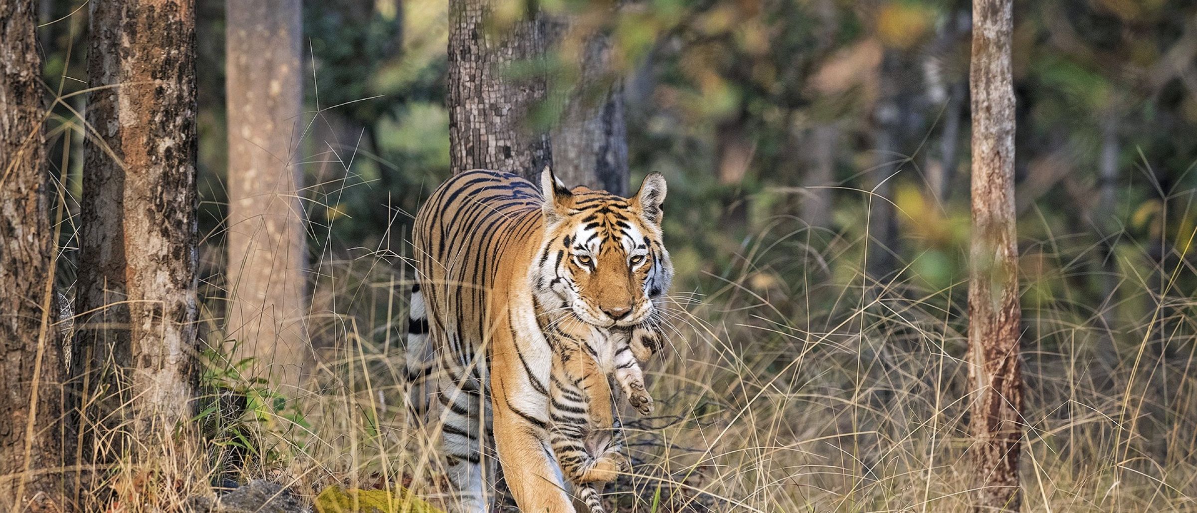 Bengalischer Tiger mit Tigerbaby. Ein Wurf von 2-4 Jungen wird nach der Paarung und Trächtigkeit von ungefähr drei Monaten geboren.