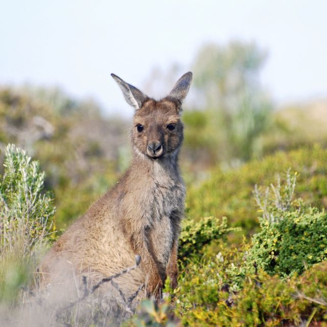 Känguru auf Tasmanien, Australien