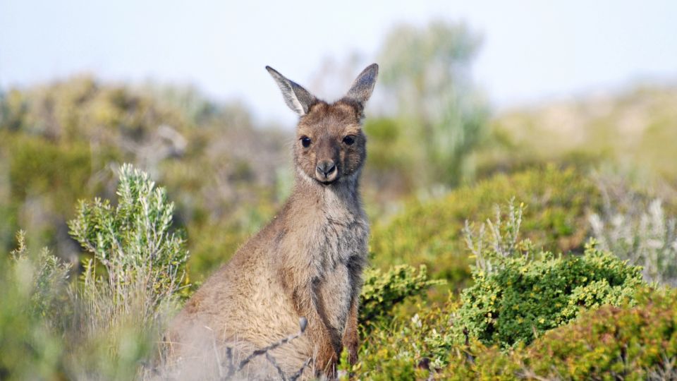 Meet the Locals: Känguru auf der Eyre Peninsula