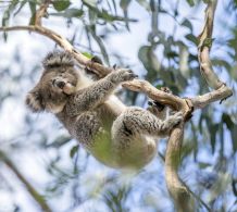 Koala im Hanson Bay Wildlife Sanctuary