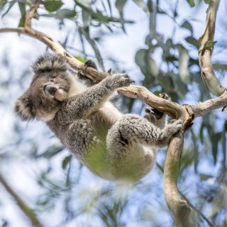 Koala im Hanson Bay Wildlife Sanctuary