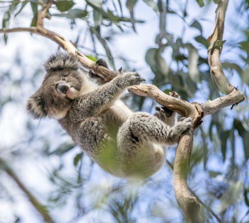 Koala im Hanson Bay Wildlife Sanctuary © Diamir