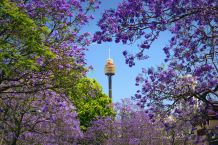 Jacaranda-Blüte in Sydney mit Blick auf den Sydney Tower Eye