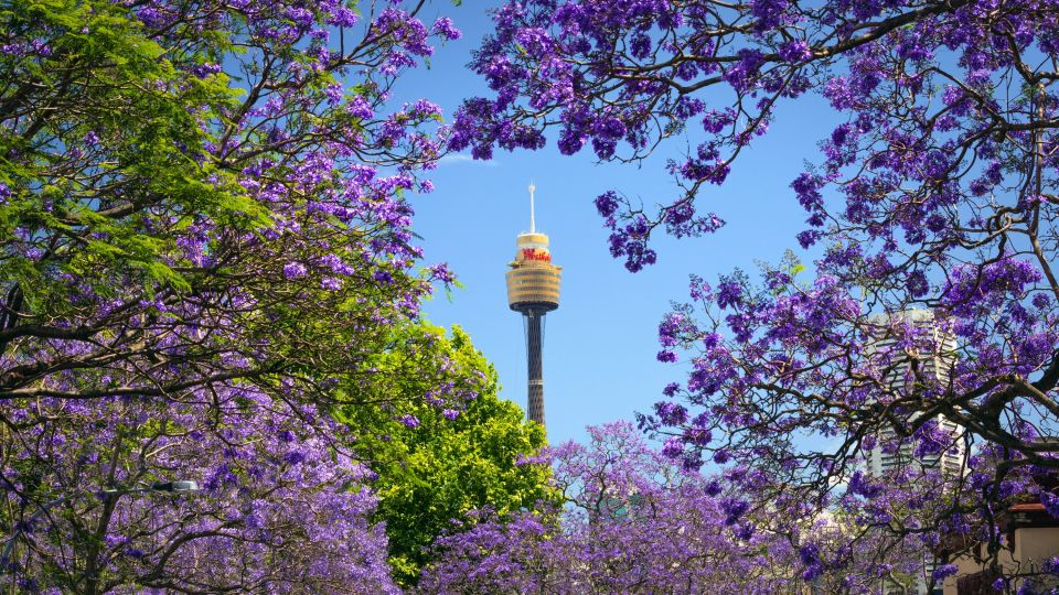 Jacaranda-Blüte in Sydney mit Blick auf den Sydney Tower