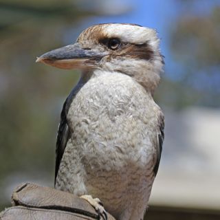 Der heimliche Star unter den australischen Vögeln: ein Kookaburra (Jägerliest) – hier auf Kangaroo Island.