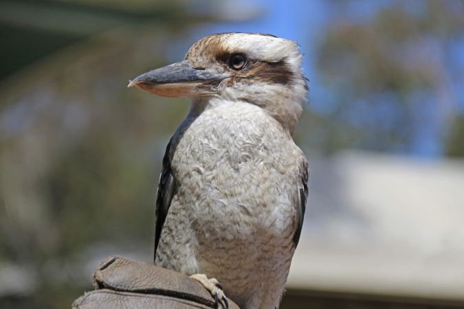 Der heimliche Star unter den australischen Vögeln: ein Kookaburra (Jägerliest) – hier auf Kangaroo Island. © Diamir