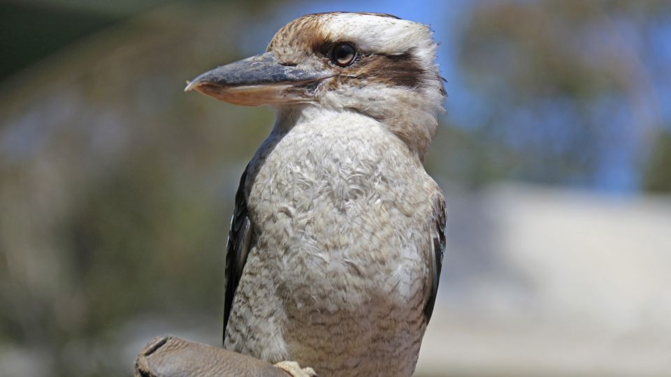 Der heimliche Star unter den australischen Vögeln: ein Kookaburra (Jägerliest) – hier auf Kangaroo Island.