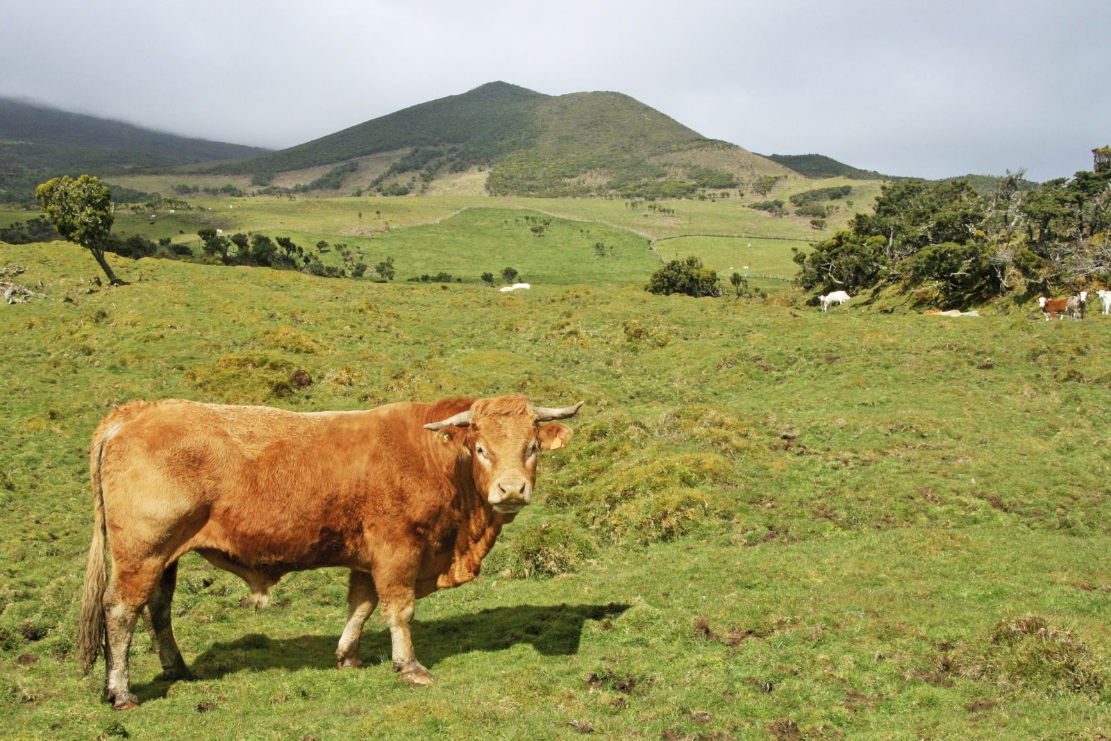 Im Hochland von Pico verbringen die Kühe fast das ganze Jahr