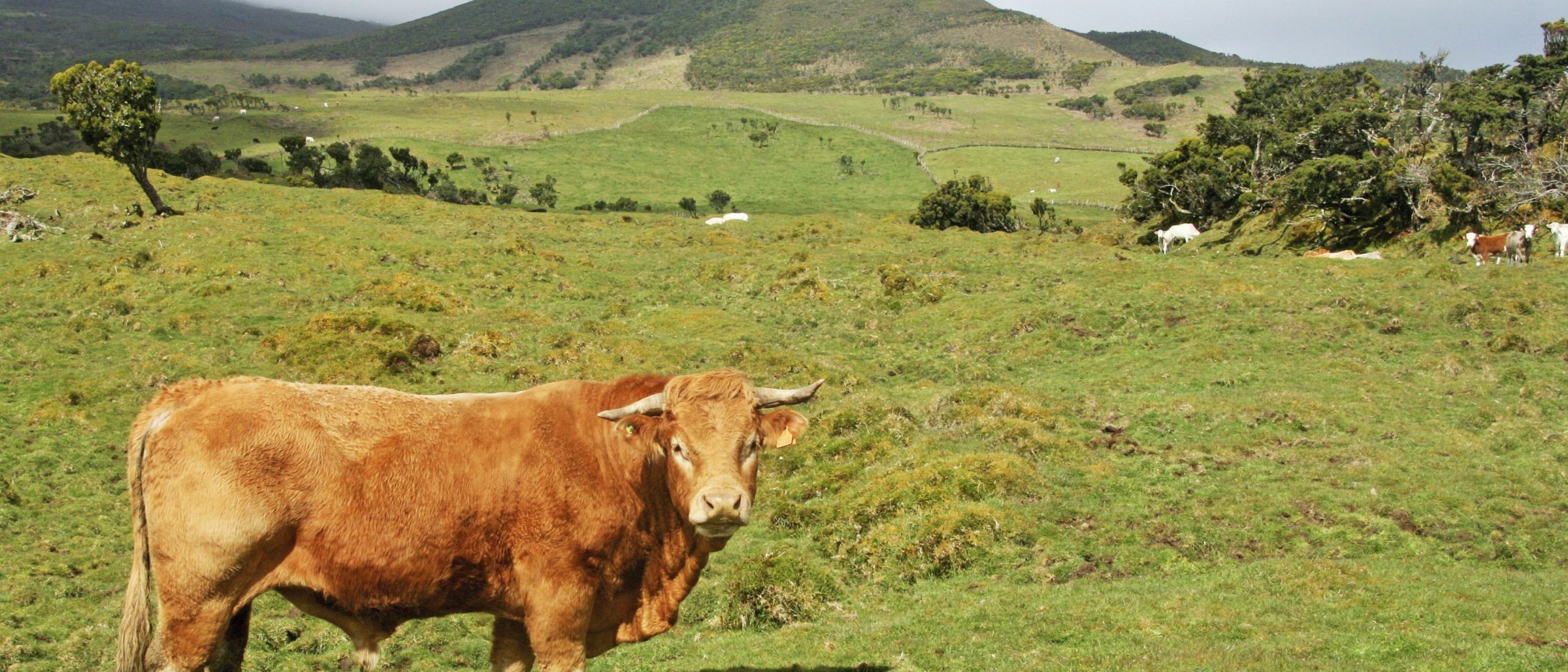 Im Hochland von Pico verbringen die Kühe fast das ganze Jahr