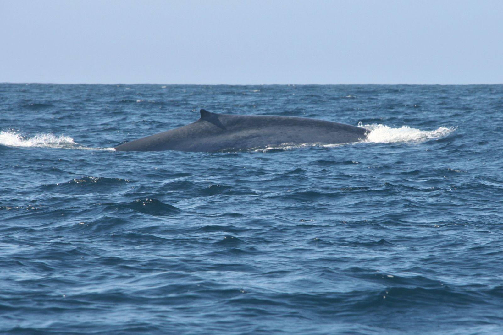 Blauwale kann man an der charakteristischen Zeichnung der Haut unterscheiden