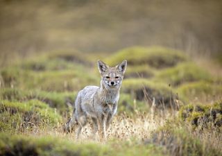 Fuchs im Nationalpark Torres del Paine