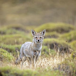 Fuchs im Nationalpark Torres del Paine