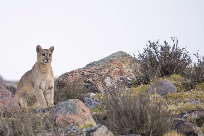 Auf Puma-Pirsch im Nationalpark Torres del Paine © Diamir