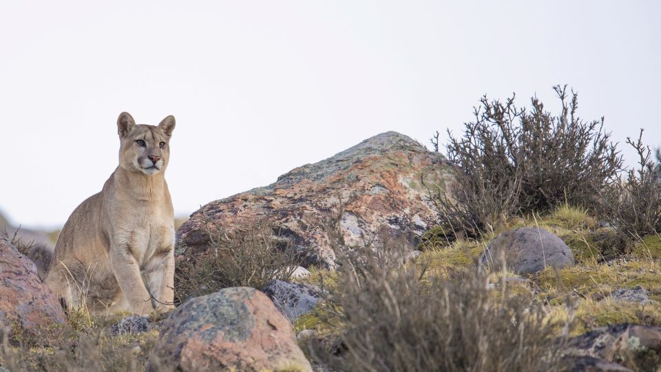 Auf Puma-Pirsch im Nationalpark Torres del Paine