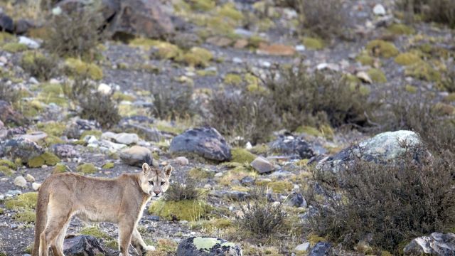 Auf Puma-Pirsch im Nationalpark Torres del Paine