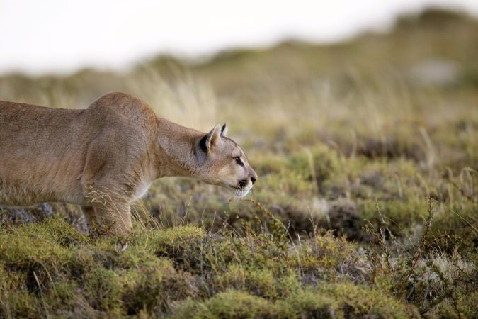 Auf Puma-Pirsch im Nationalpark Torres del Paine © Diamir