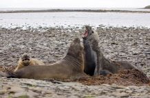 Revierkämpfe junger Seeelefanten