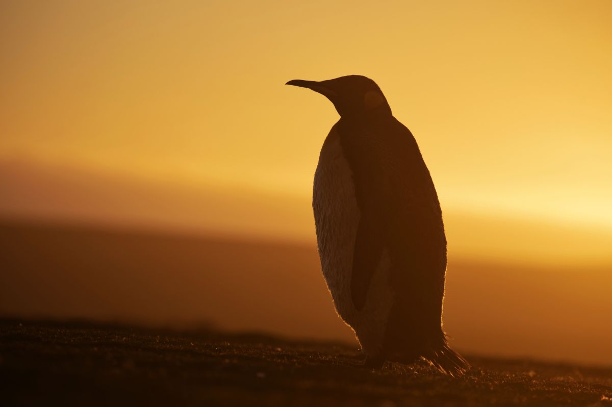 Pinguin-Silhouette in goldenem Licht