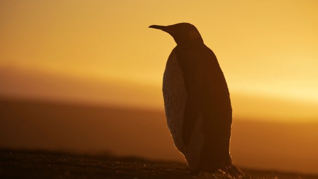 Pinguin-Silhouette in goldenem Licht
