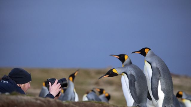 Pinguine aus allen fotografischen Perspektiven