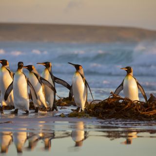 Eine Gruppe Königspinguine am Strand