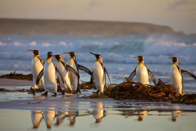 Eine Gruppe Königspinguine am Strand