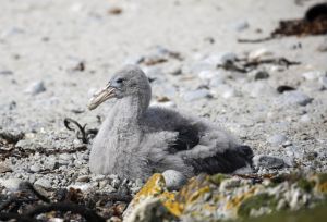 Albatros-Küken am Strand