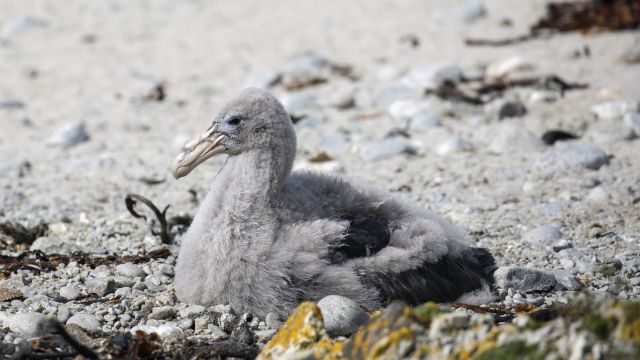Albatros-Küken am Strand