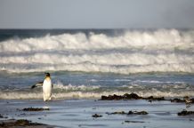 Hohe Wellen an den Stränden der Falkland Inseln