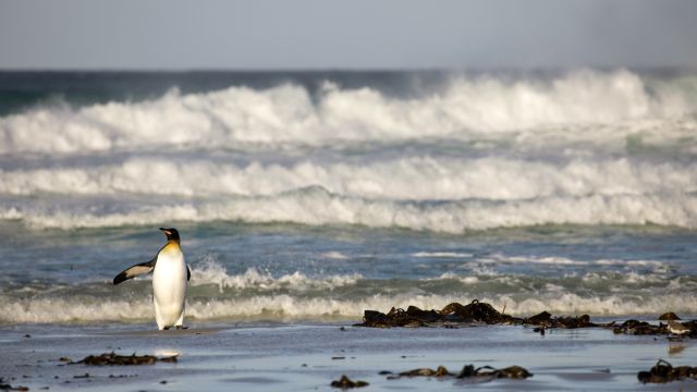 Hohe Wellen an den Stränden der Falkland Inseln
